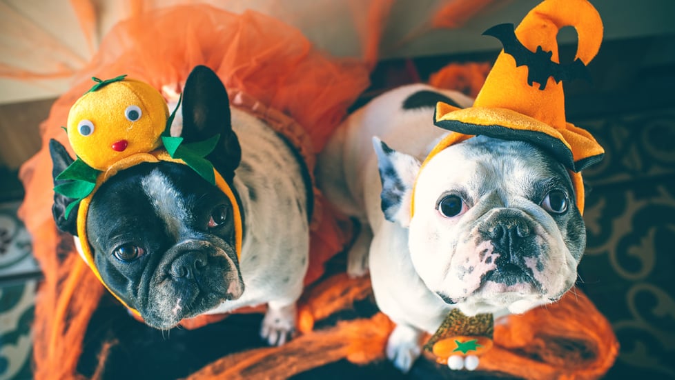 Halloween-decorations-costumes-for-dogs